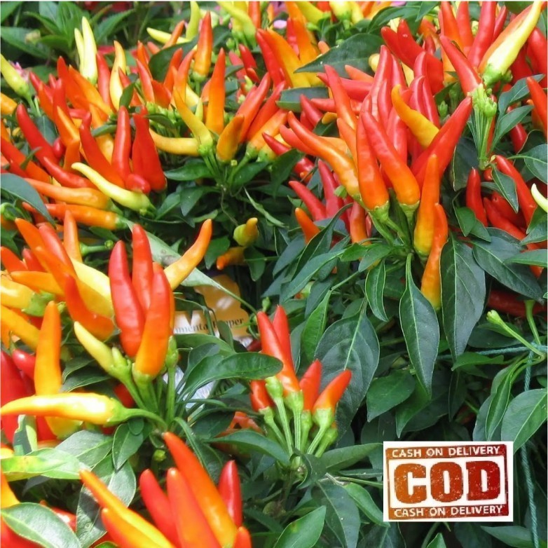CABE RAWIT SETAN 20 - 200 biji / bibit / benih CABE SUPER PEDASS R2