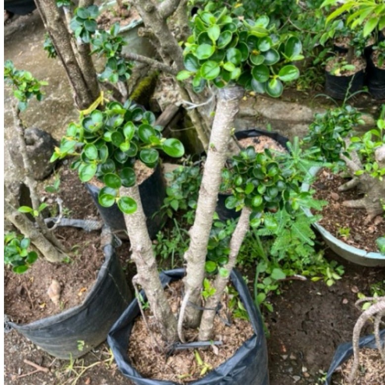 Bonsai Beringin Korea - Bonsai Beringin Korea Murah