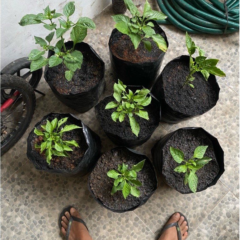 Cabai paprika berbuah full media tanam kondisi berbuah dan berbunga