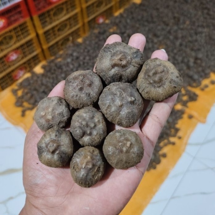 bibit porang super isi 50-100 (1KG) bibit porang benih porang katak porang katak mini asli dorman