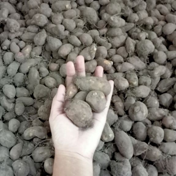 kentang hitam/kentang ireng
