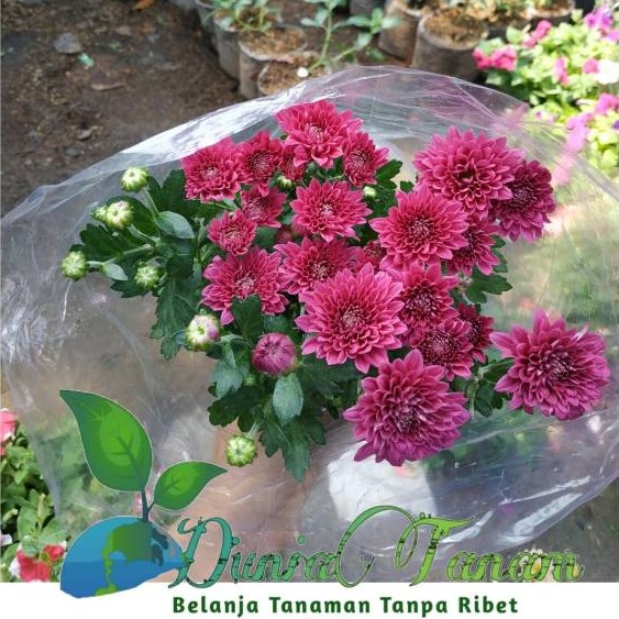 BIBIT TANAMAN ASTER KRISAN POHON BUNGA HIDUP MERAH KUNING PINK