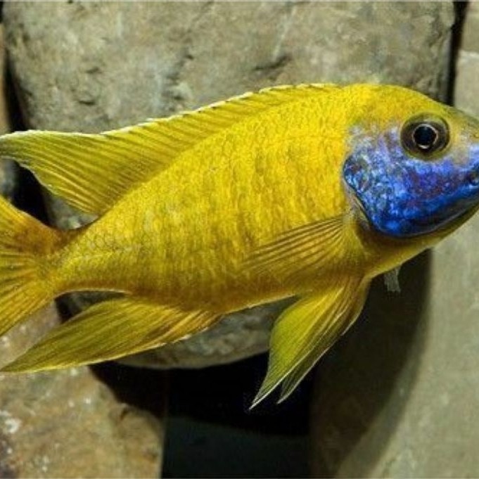 Aulonocara Baenchi Cichlid | Baenchi Cichlid | Cichlid Afrika