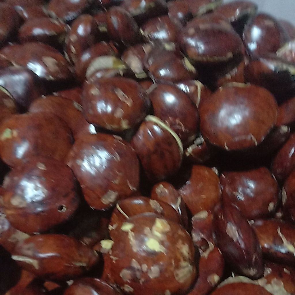 jengkol rendang jengkol super