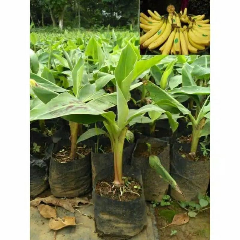 Bibit Pisang Sunpride Bibit Pisang Cavendish Culture