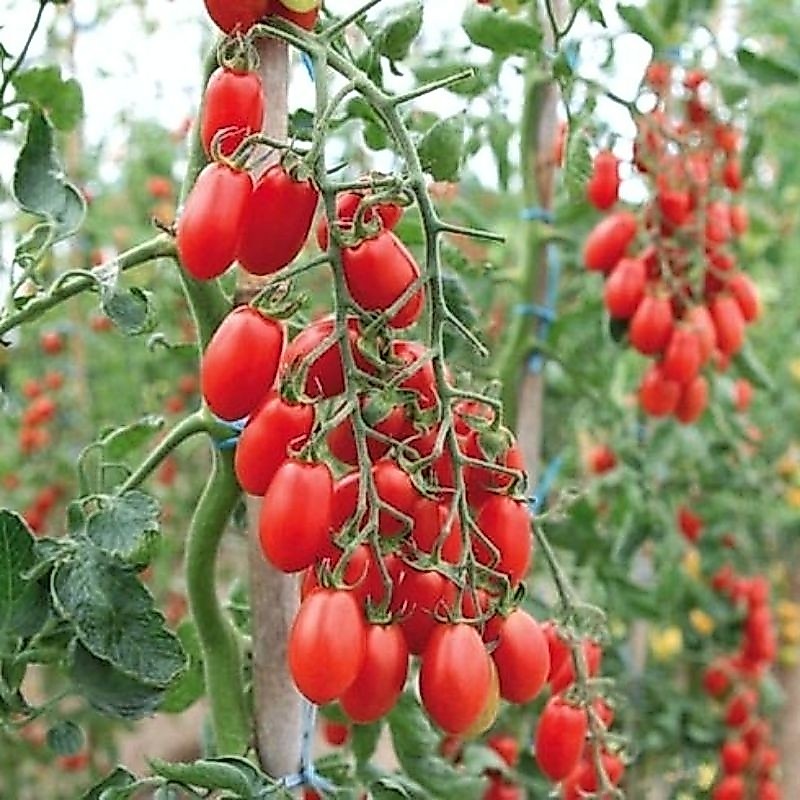 10 Biji Benih Tomat Cherry Red Ruby