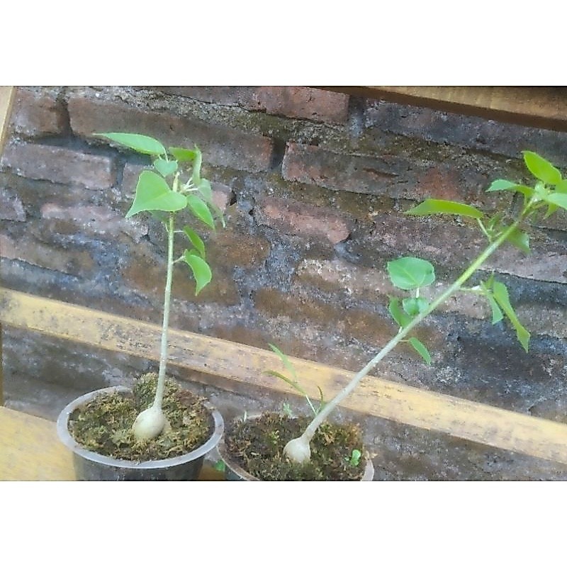 Tanaman Ficus Rumphi Caudex / mlenuk