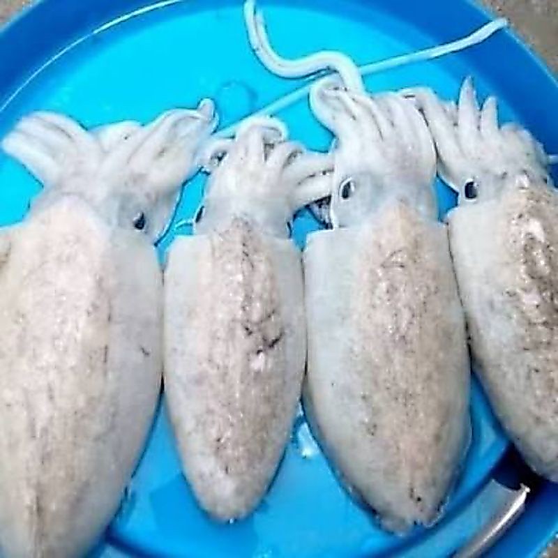 Cumi Sotong (Blekutak) Segar