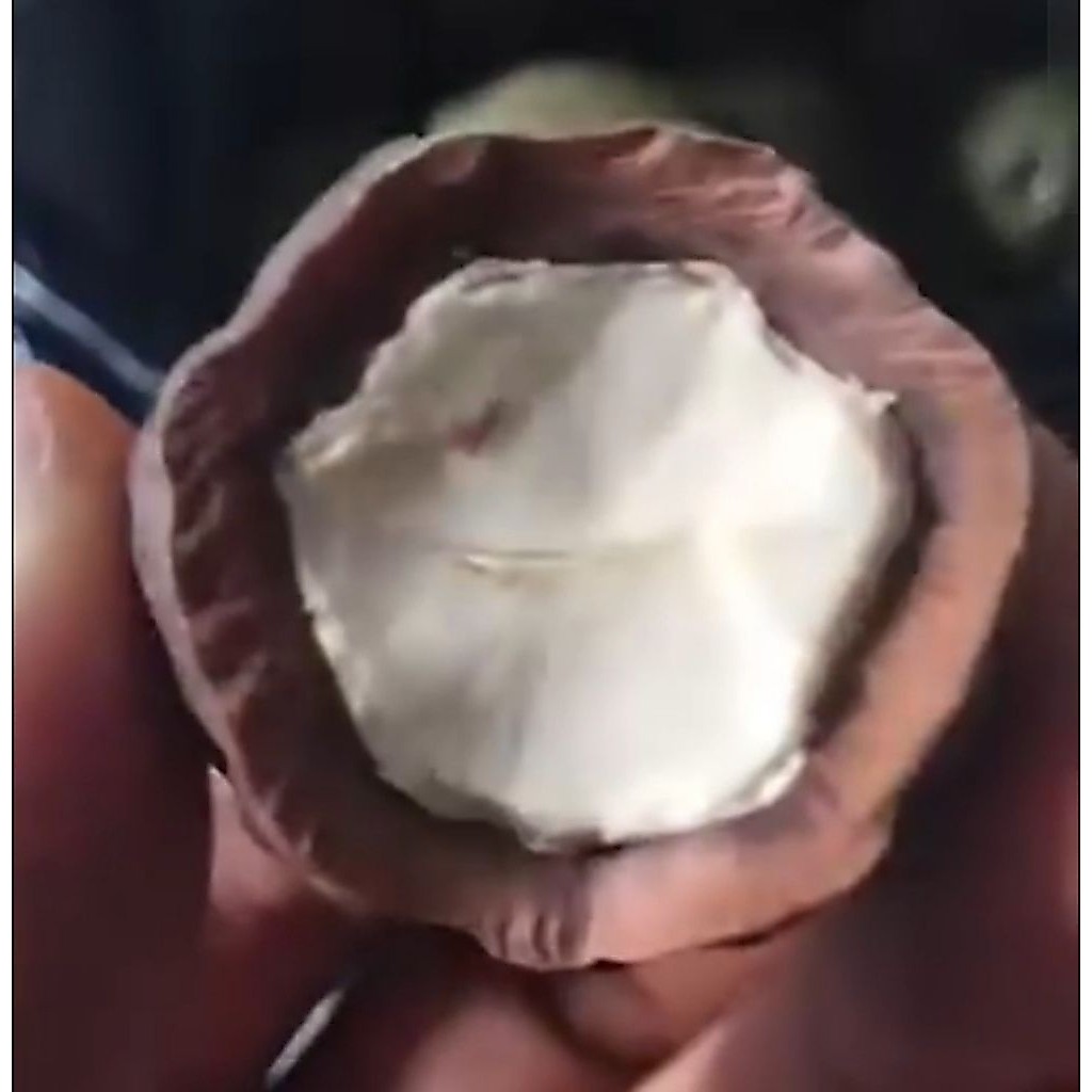 Muncang Adu Jenis Jalim Kebo Jr Batok Tebal  Beli 3 Bonus 1
