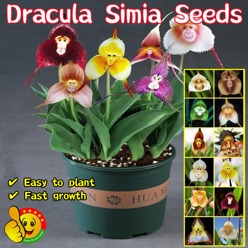 100% Original Rare Dracula Simia Seeds for Sale (Fresh 20pcs Seeds) Monkey Face Orchid Plants Monkey