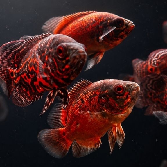 Ikan Oscar Tiger Batik - Ikan Oscar Tembaga -  Ikan Nemo Black - Ikan Oscar Tankmate Ikan Predator