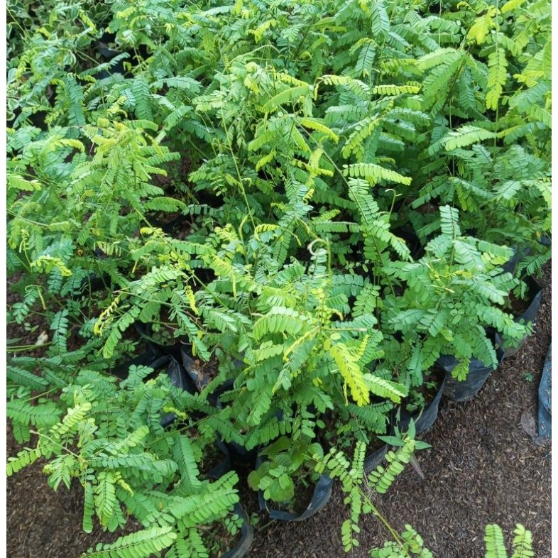 Pohon Saga / Pohon Daun Saga Bibit Tanaman Pohon Daun Saga