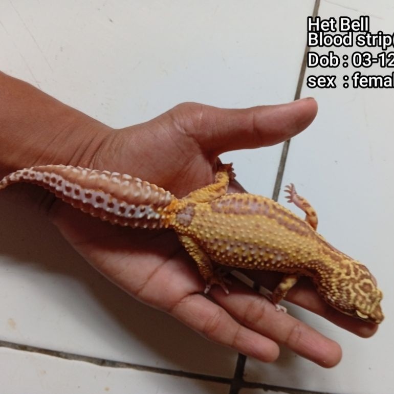 Gecko Leopard Anak Betina - Random Morph, Kalsium Tambahan