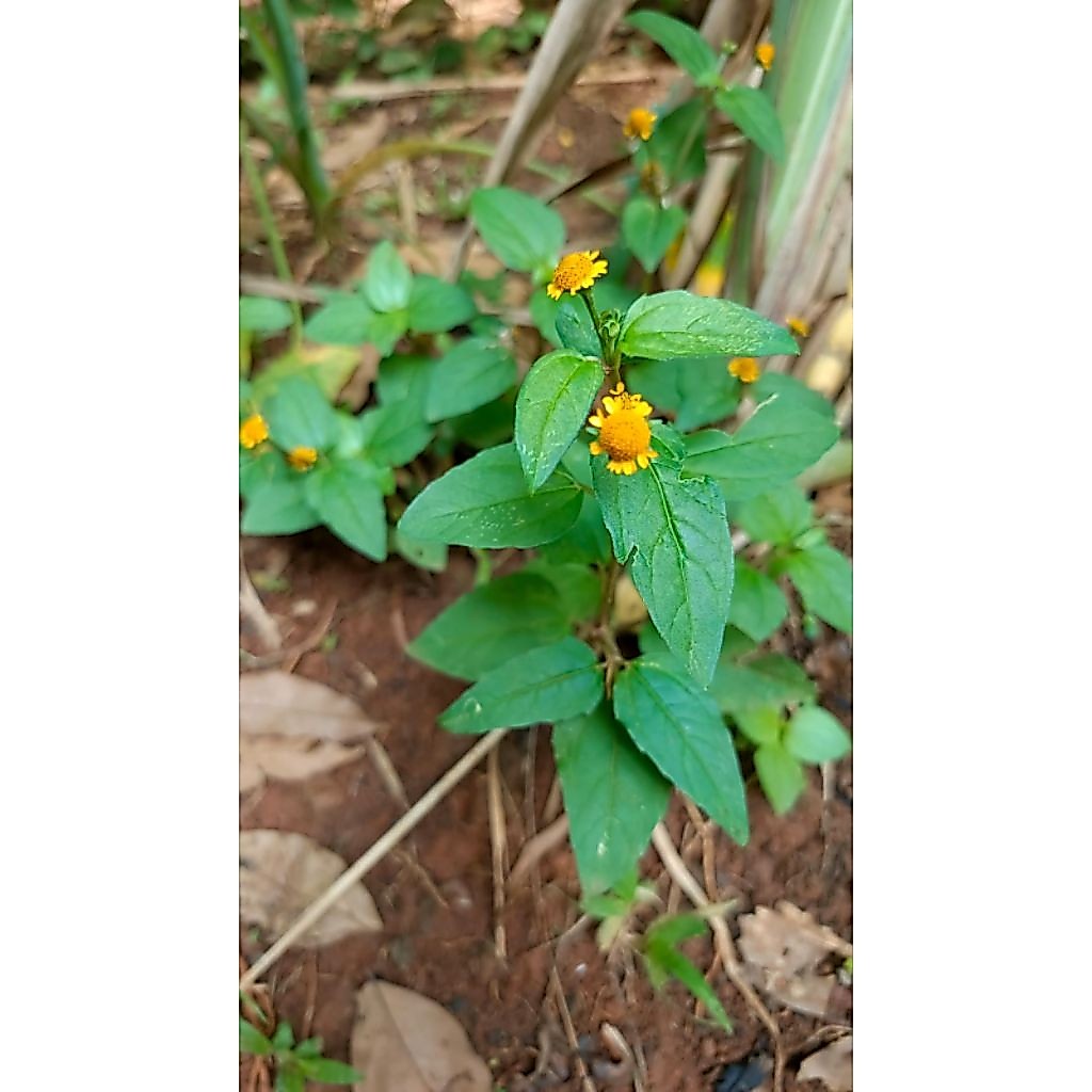 Bibit tanaman jotang satuan