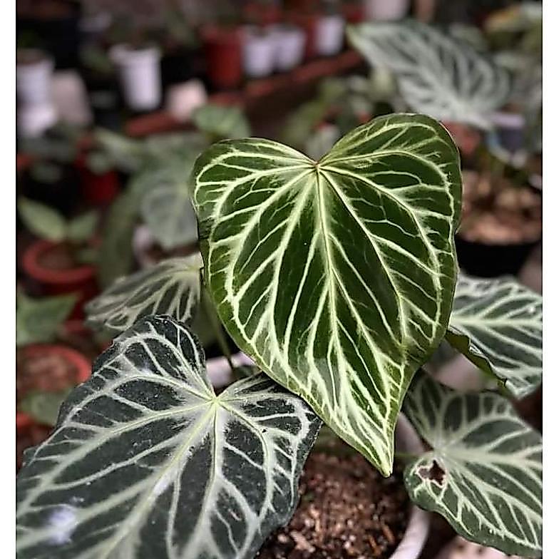 NEW anthurium silver tiger -  Anthurium silver tiger [terbaik][terlaris]