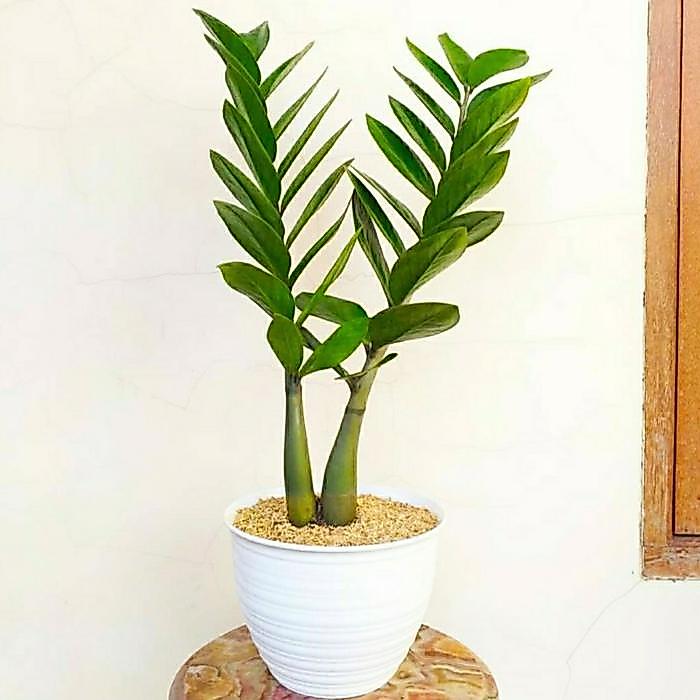Tanaman Hias Zamia Dollar - Zamia Dollar