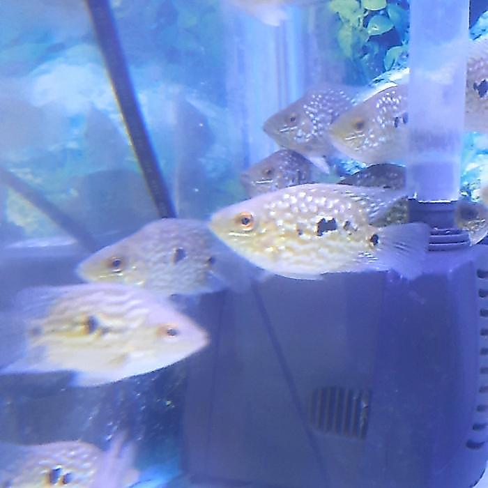 Ready IKAN HIAS IKAN TEXAS CICHLID SHORTBODY
