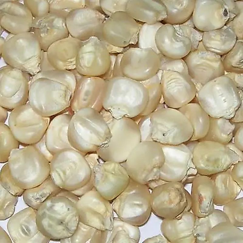 Jagung Putih Pipil Kering 100 Gram