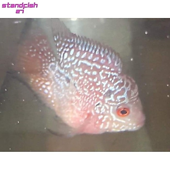 pemanis aquarium (COD) Ikan louhan lohan bonsai coin burayak BELI 3 GRATIS 1 6 GRATIS 2