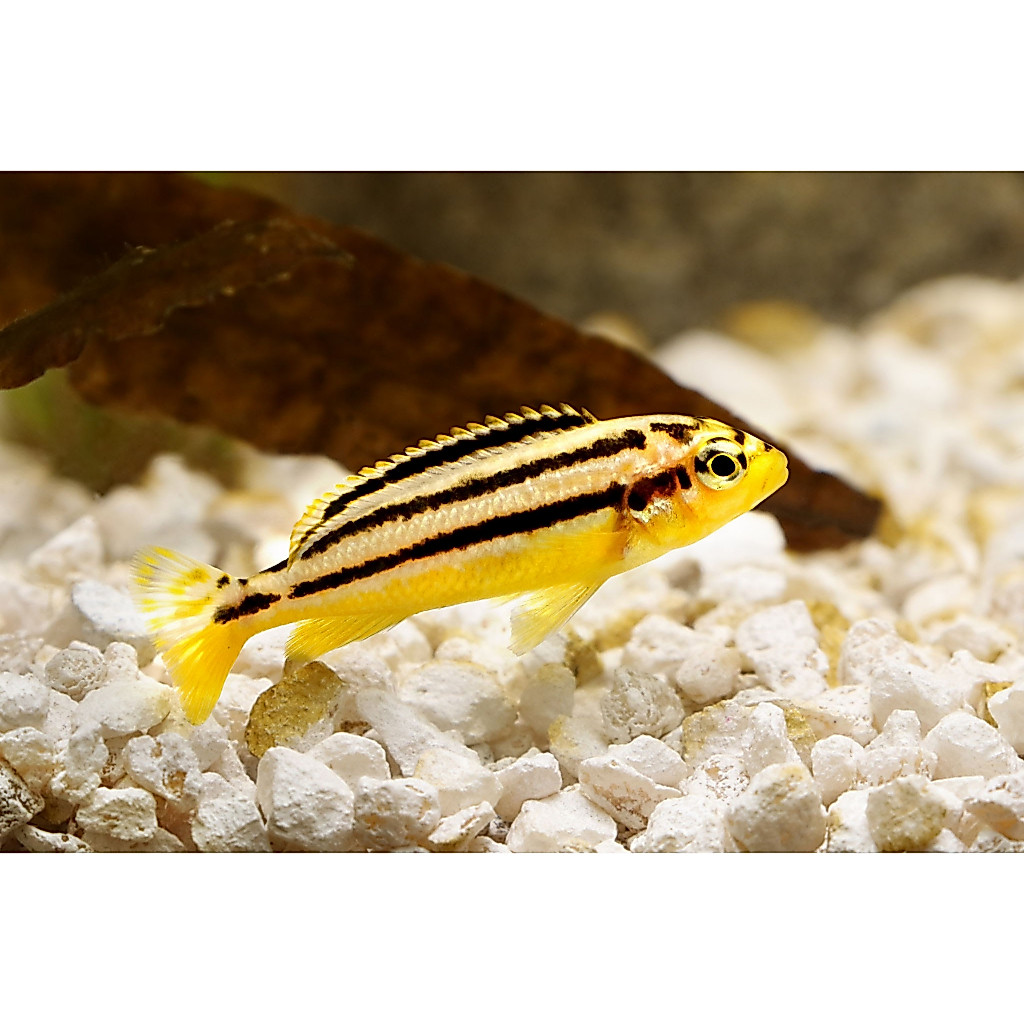 Ikan Hias Niasa Cichlid - Golden Mbuna Aquarium KHUSUS GOJEK