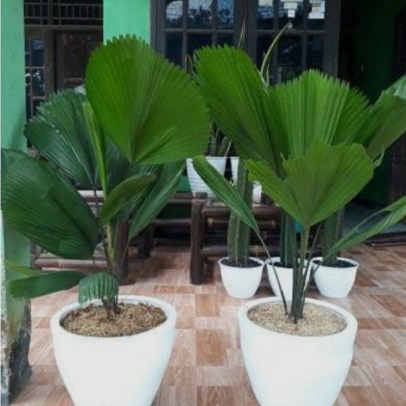 Bibit Tanaman Palem Kipas - Tanaman Palem Kol Palem Kipas Segar - Palem Kipas Hidup