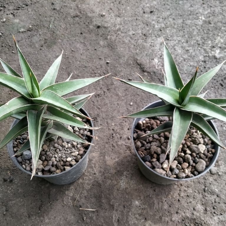 sansevieria lavranos jumbo pot 15