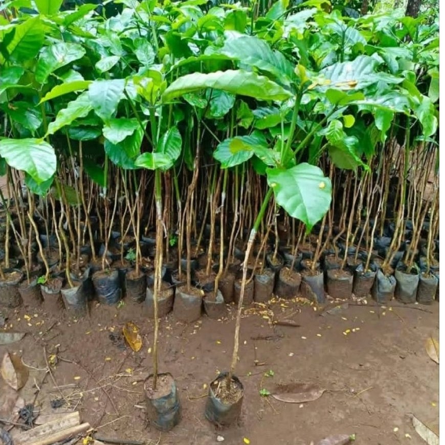 bibit kopi robusta,Arabika sambung pucuk