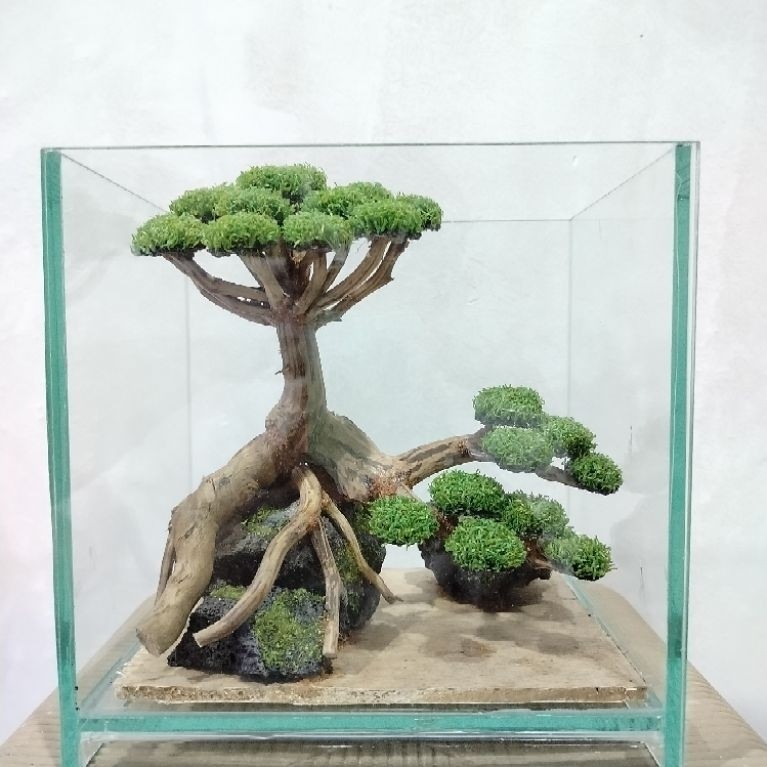 Aquascape bonsai/aquascape sintetis/bonsai sintetis/aquascape soliter/aquascape cupang