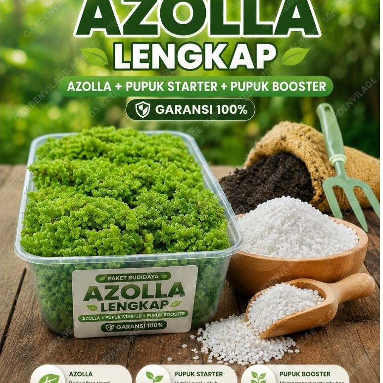 Paket Budidaya Azolla Lengkap | Azolla + Pupuk Starter + Pupuk Booster | Garansi 100%