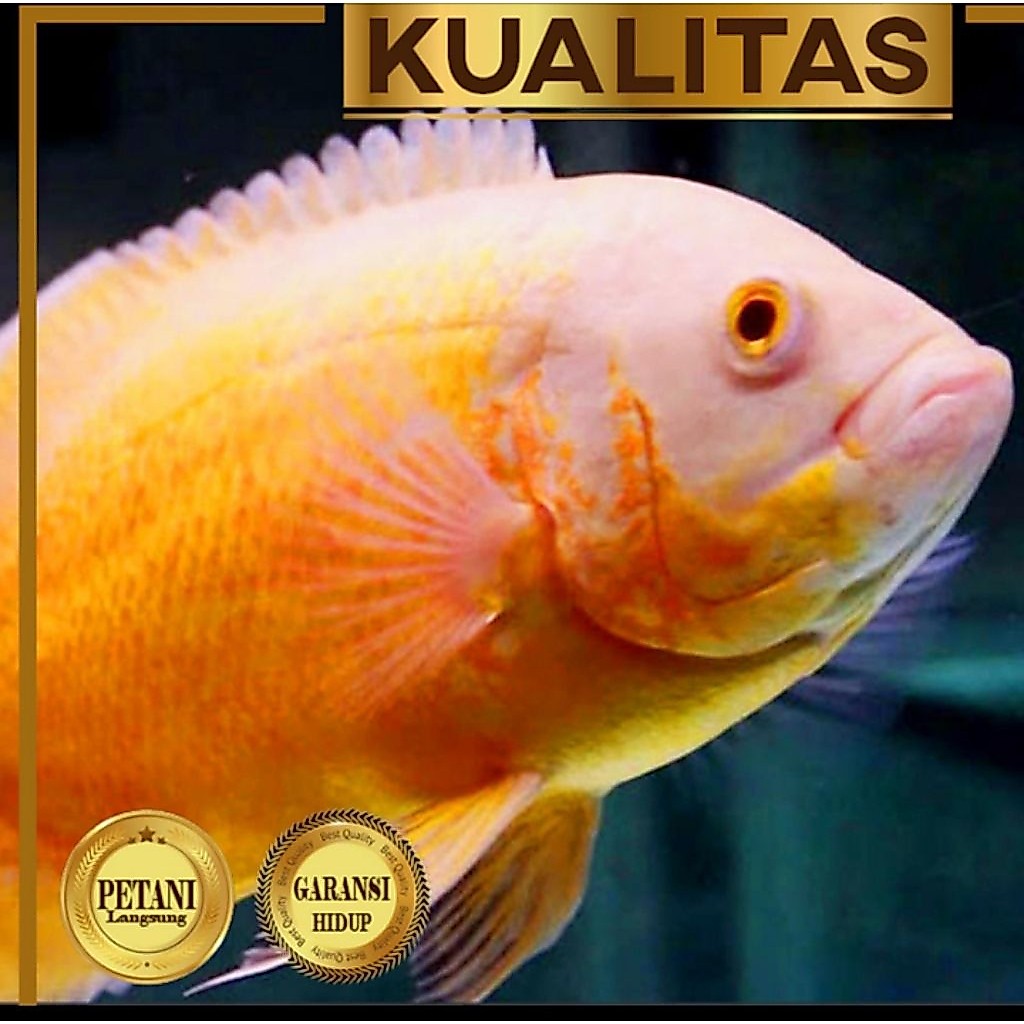 Oscar Paris Albino Ikan Hias Predator