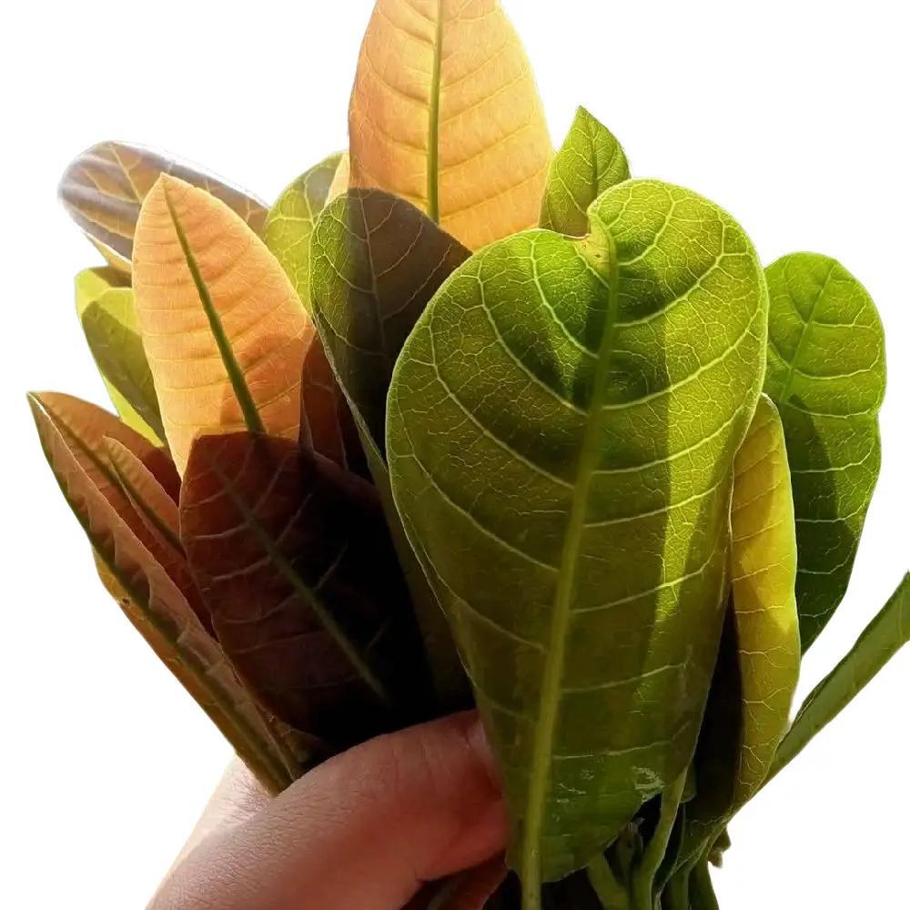 DAUN JAMBU METE MUDA - DAUN JAMBU MONYET SEGAR - DAUN JAMBU MEDE FRESH 100 GRAM
