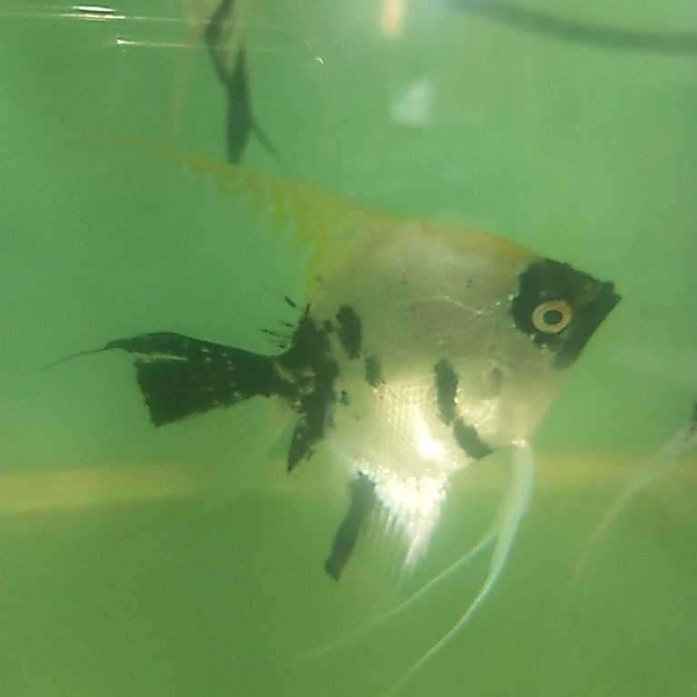 ikan manfish remaja sampai indukan