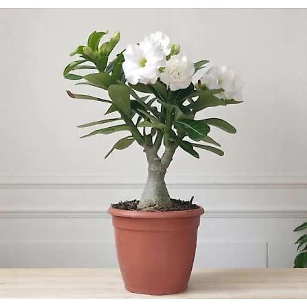 Bibit adenium kamboja jepang bunga putih - adenium bunga putih