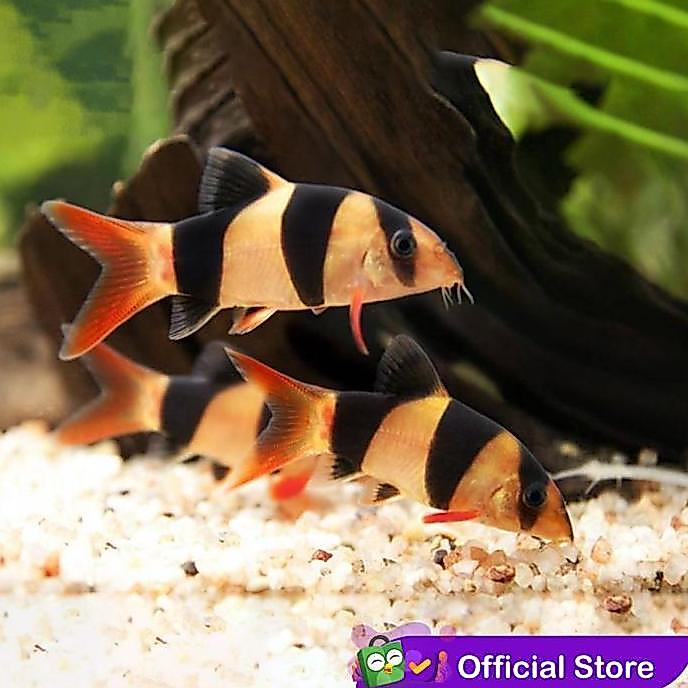 Duniaaquarium- Botia Badut / Clown Loach / Botia Ter Kalimantan Ikan Hias Aquascape
