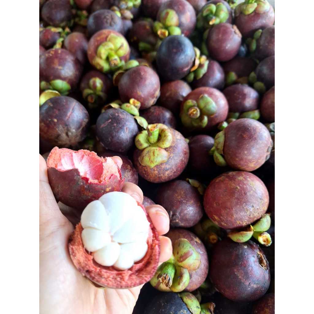 Buah Manggis 1kg
