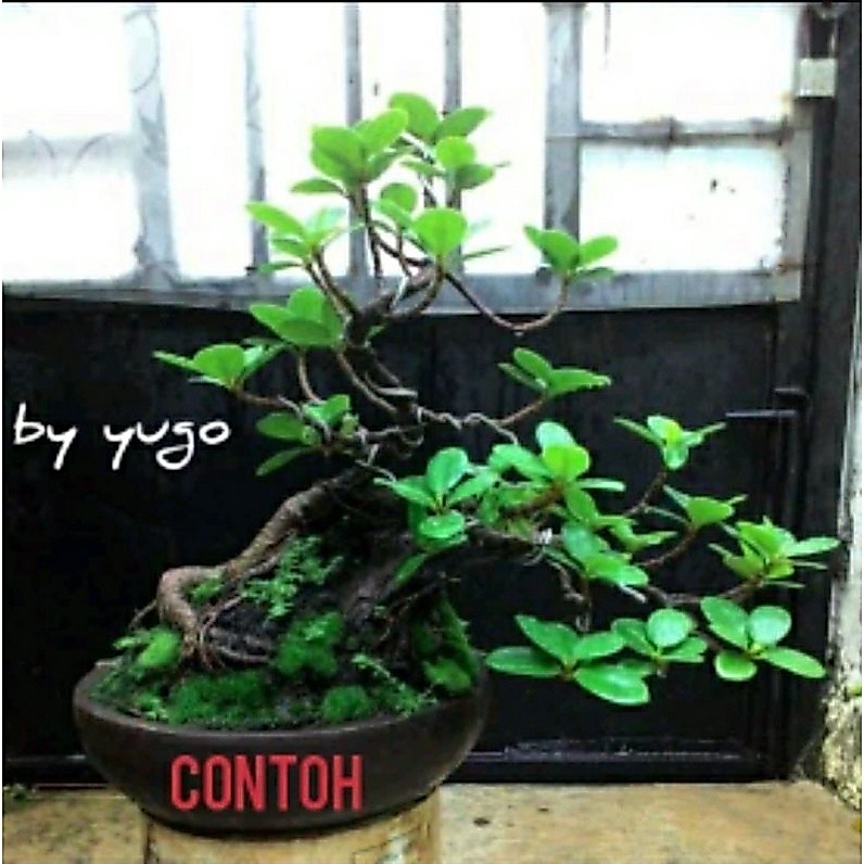 Bonsai Dolar Bahan Bonsai Dolar Tanaman Hias Dolar