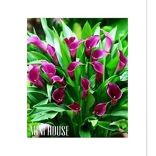 BIBIT BIJI BENIH LILY CALLA IMPORT