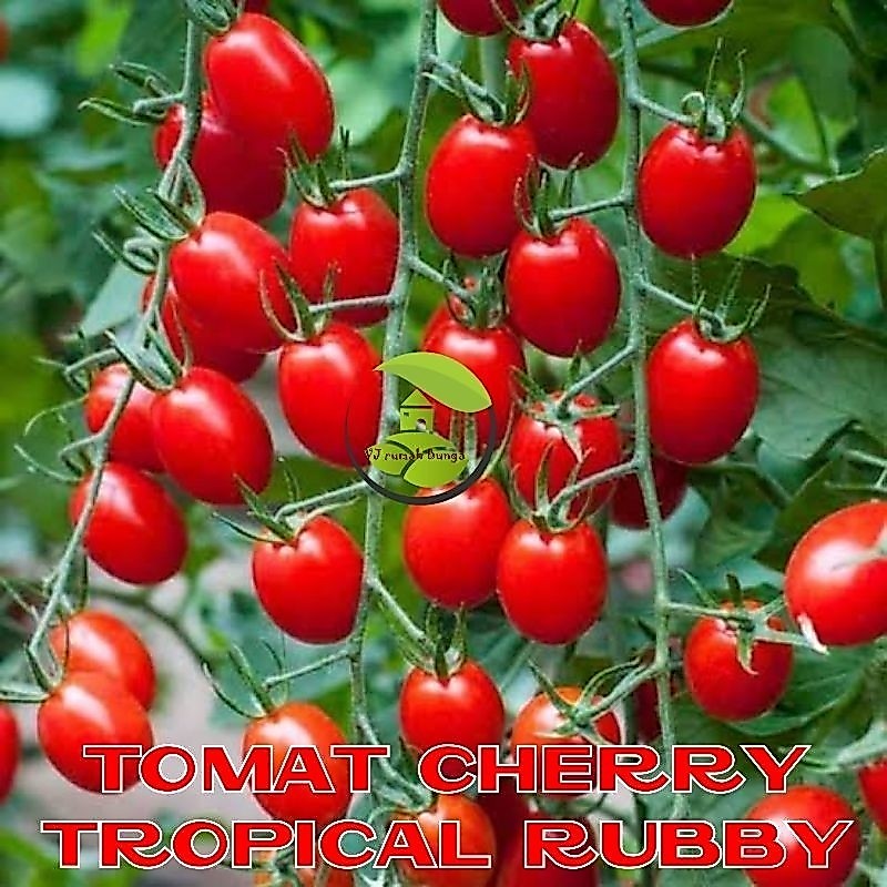 Benih bibit tomat cherry merah tropical ruby