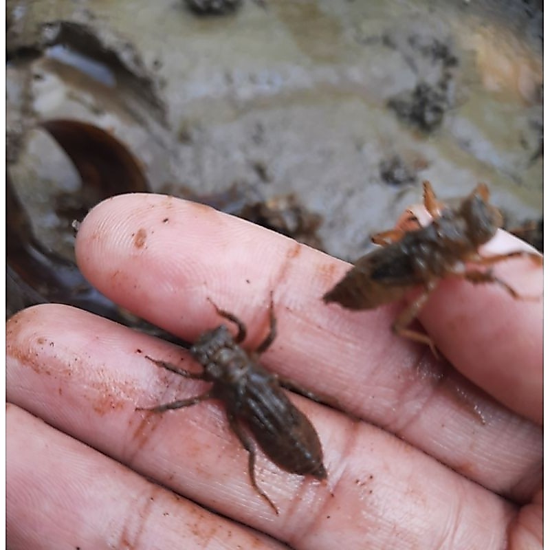 Larva Capung/ Unil/ Otet Otet