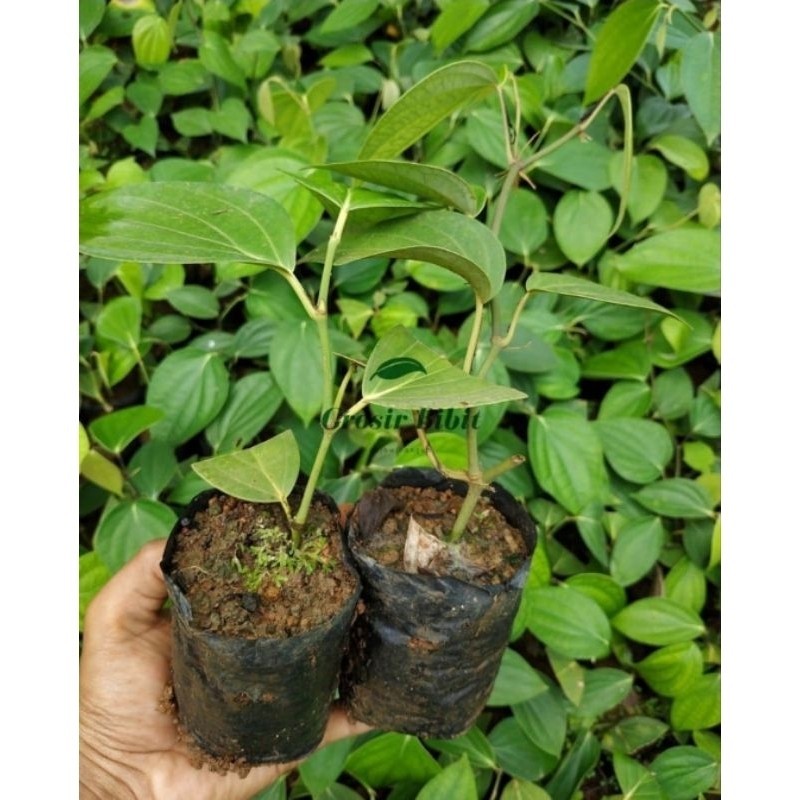 Bibit Lada Merica Perdu Super BIBIT UNGGUL bibit pilihan (Merica.Agro)