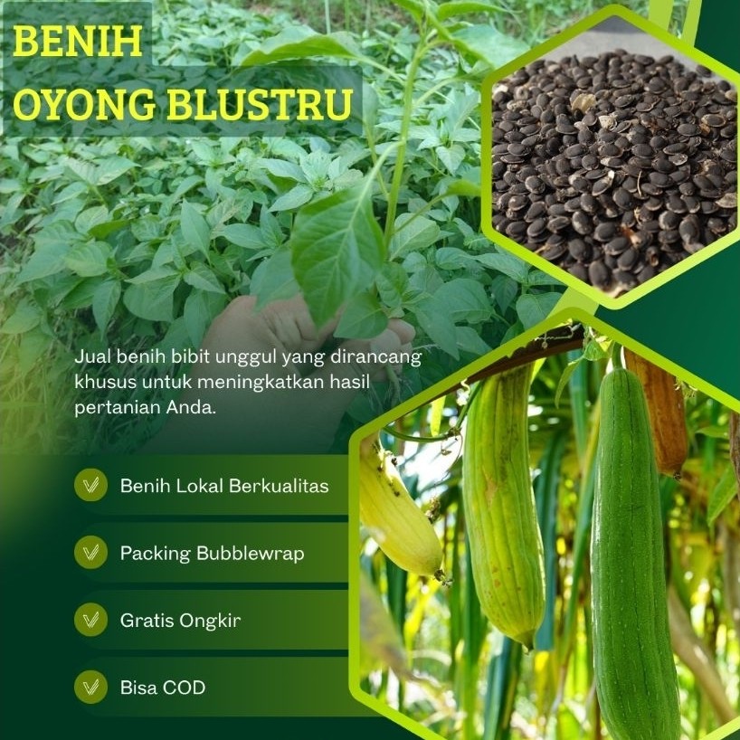 Benih Unggul OYONG BLUSTRU (100 biji)