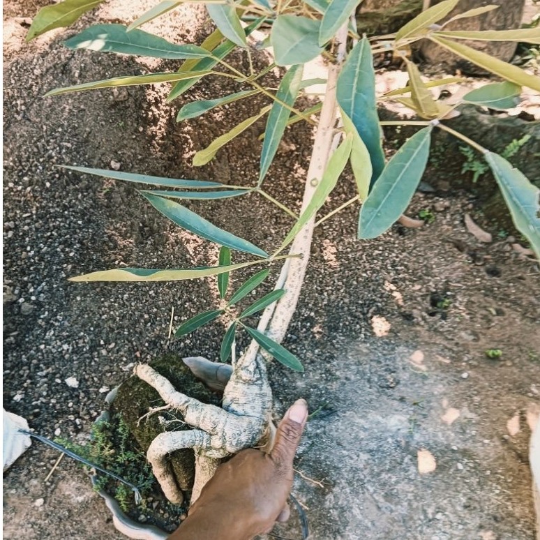 BONSAI TABEBUYA PUTIH, GAMBAR VIDEO REAL BATANG BESAR