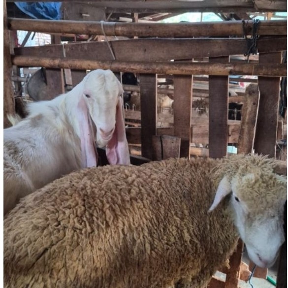 Domba Merino