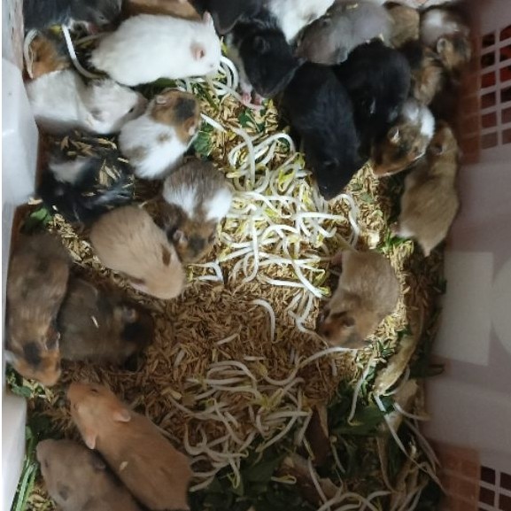 Hamster syirian jinak