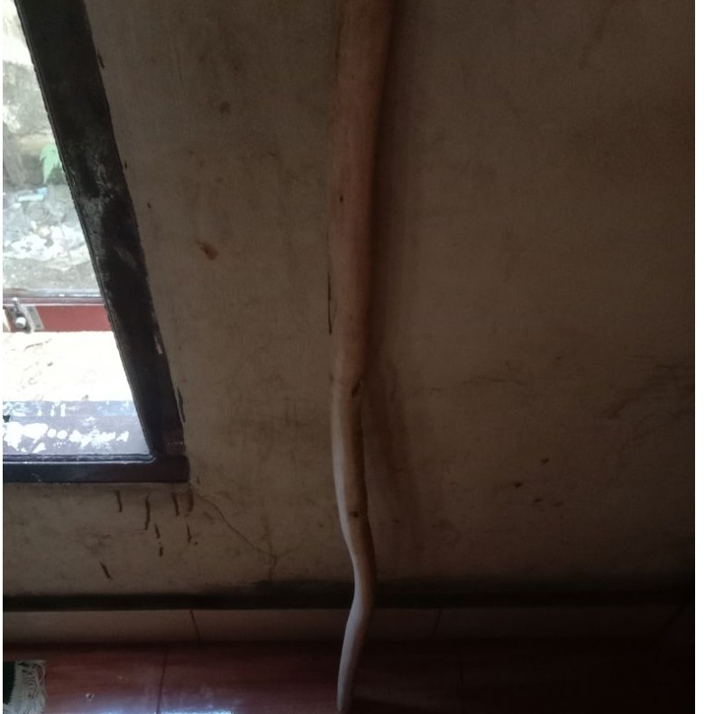 Kayu Bungkang