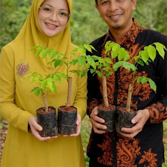 Bibit Angsana Unggul – Pohon Penghijauan Akar Kuat & Mudah Dirawat