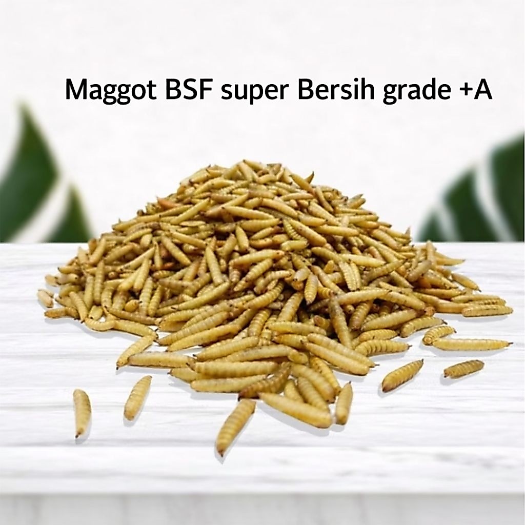 Maggot Kering BSF Grade A 1kg  Tinggi Protein, Tidak Berminyak,  Maggot super bersih