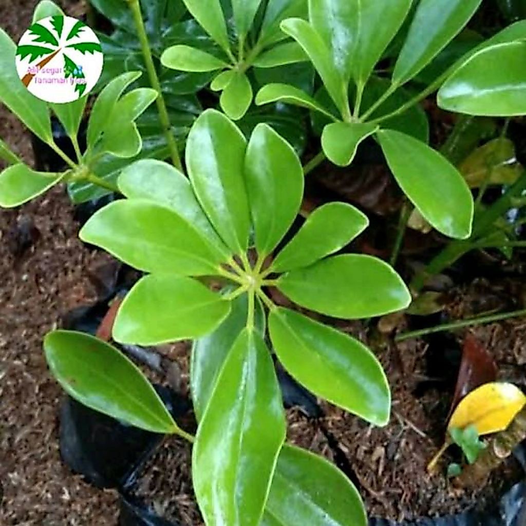 tanaman hias walisongo daun keci hijau tanaman walisongo