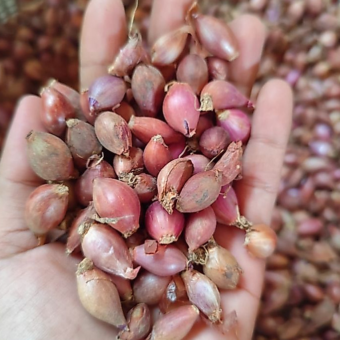 BAWANG MERAH GERUSAN 1 kg