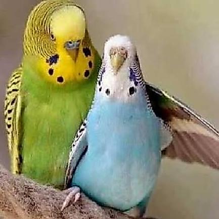 burung parkit warna mutasi sepasang pilihan